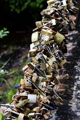 黄山锁T