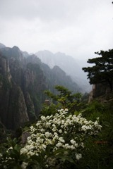 花与山T