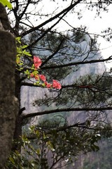 山花T
