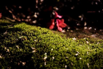 苔藓落花T