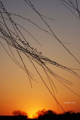 2011夕阳春枝