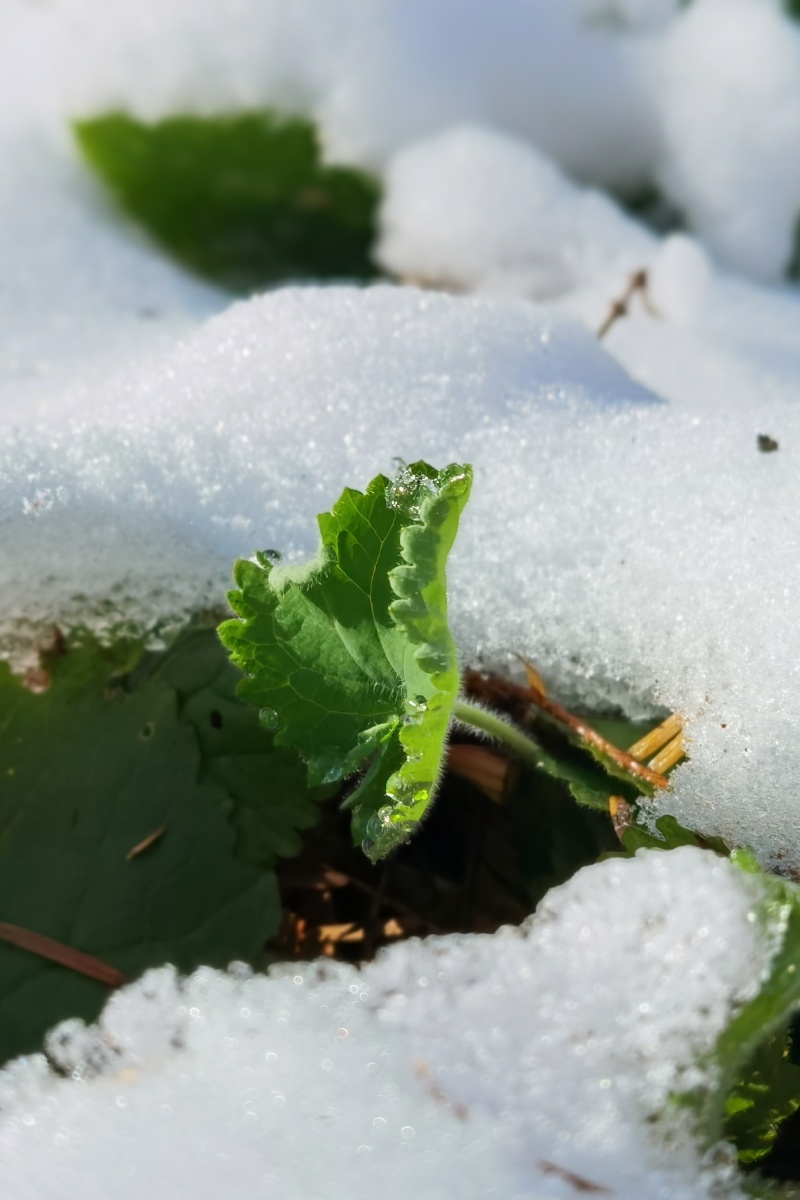 春芽出厚雪!