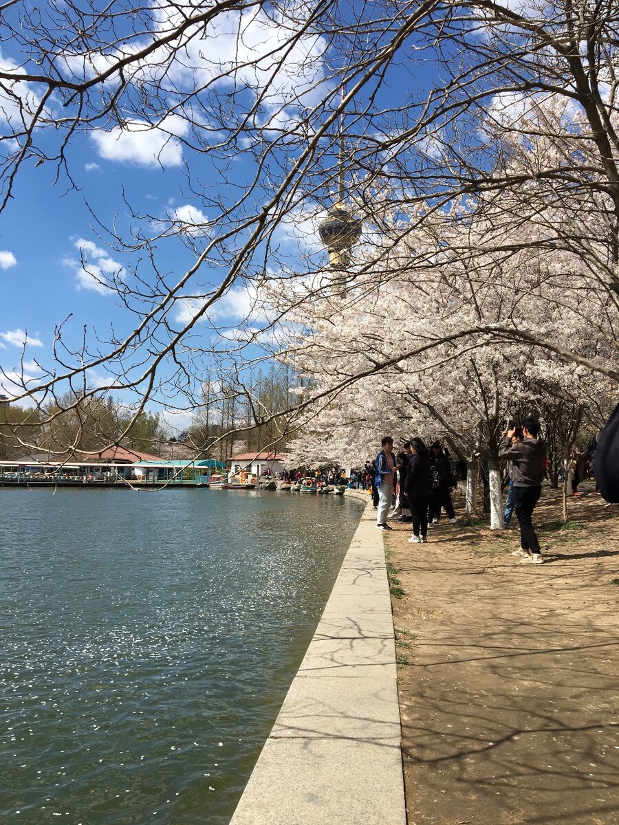 花落水家