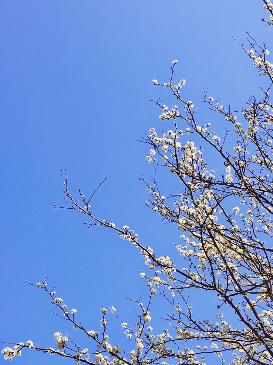 小如意2021 - 图虫