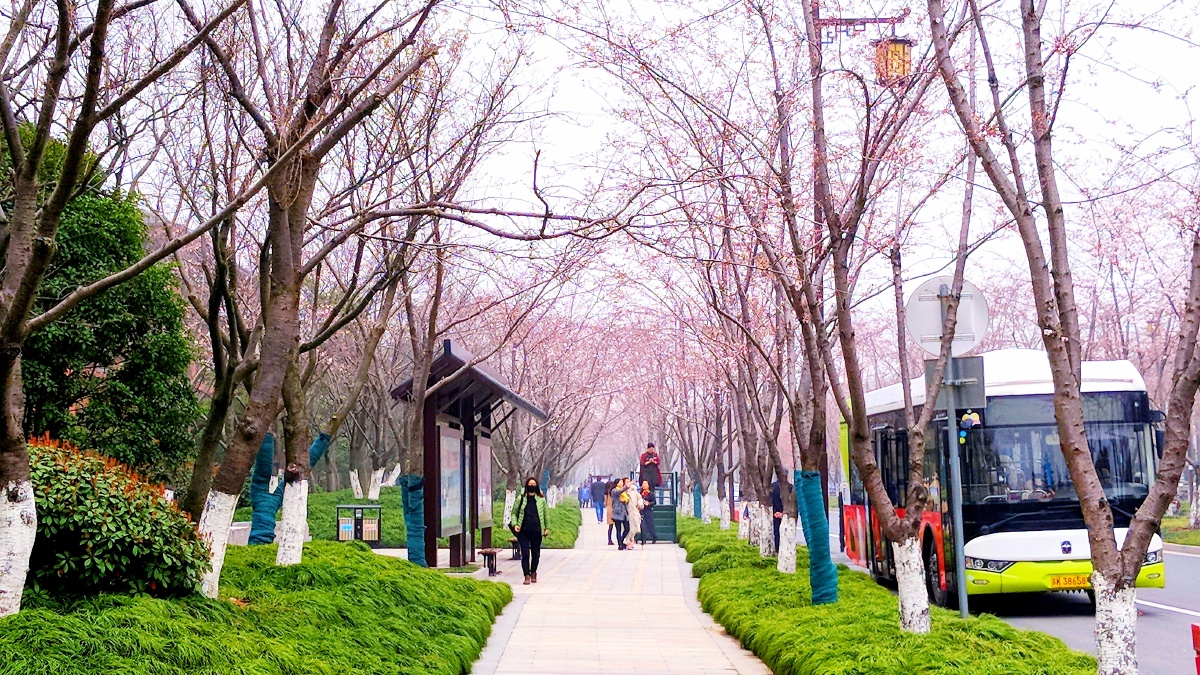 扬州鉴真路樱花大道