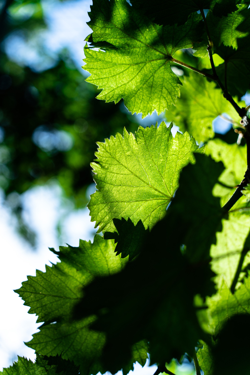 葡萄树夏|逆光|光影|果实|叶子 - 摄影师波毅 - 图虫