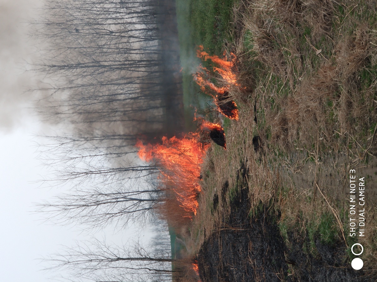 野火烧不尽春风吹又生