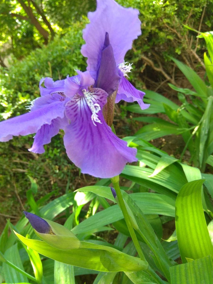 清谷幽兰落霞辉