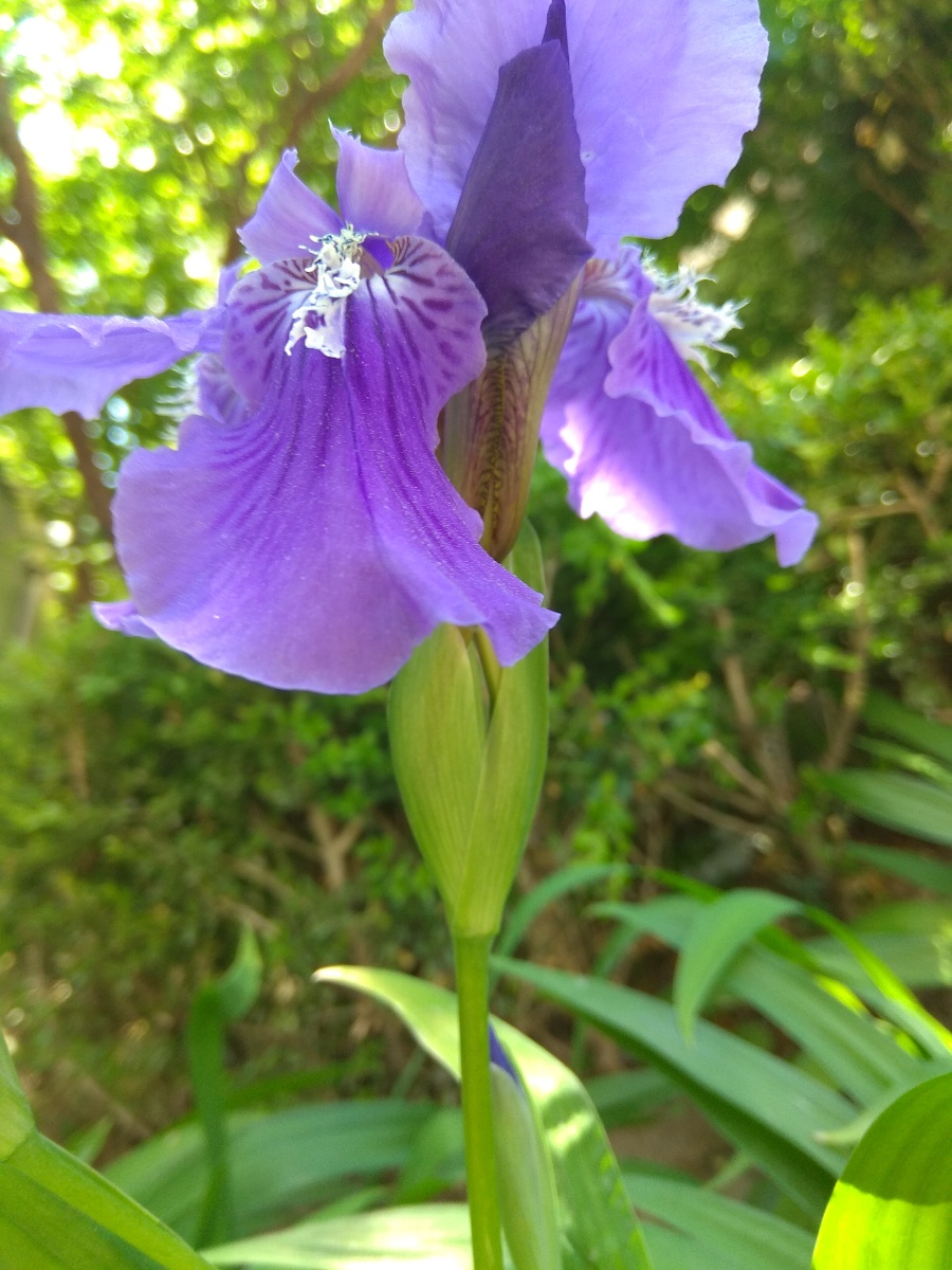 清谷幽兰落霞辉