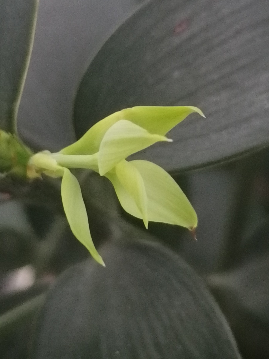 嫩芽香且灵吾谓草中英