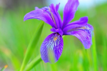 花花草草 10