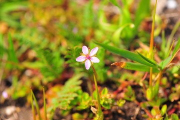 花花草草 9
