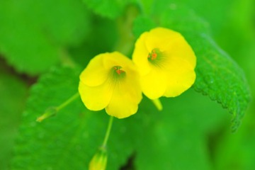 花花草草 8