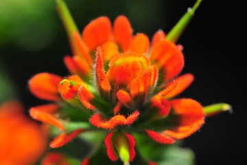 花花草草 7
