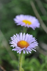 花花草草 6