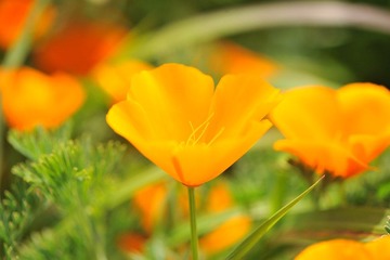 花花草草 3
