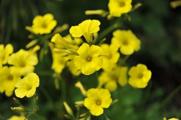 花花草草 2