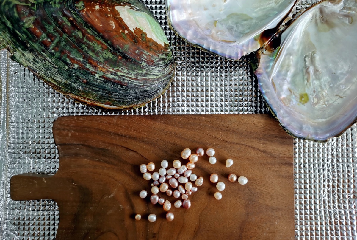 开蚌取珍珠真蚌真玩真珍珠