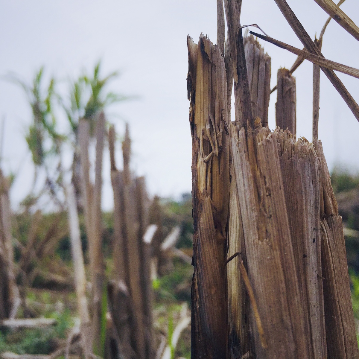 漫步乡间田野只为和你邂逅那一刻