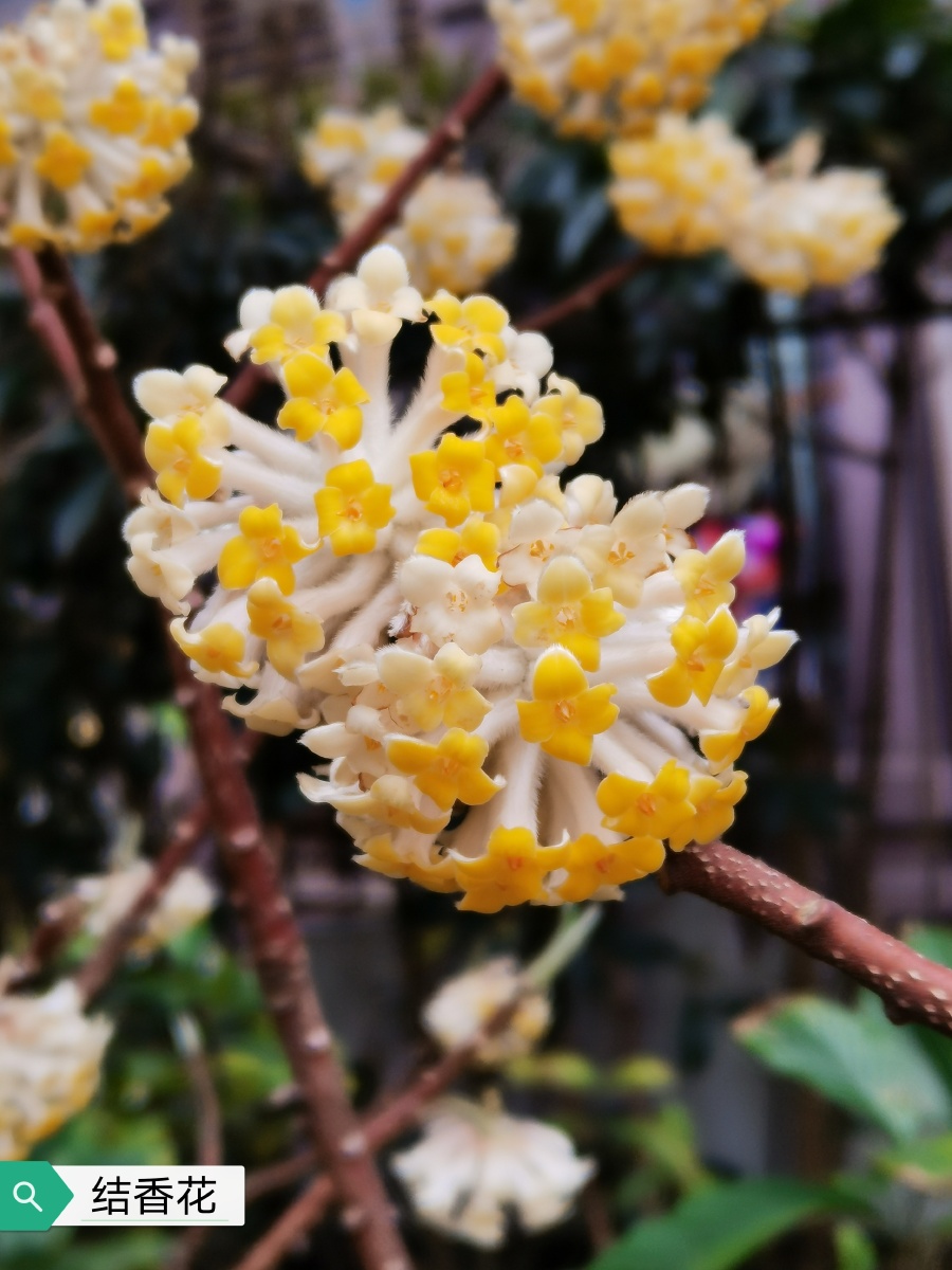 小区里的结香花开了,虽不惊艳,但胜在幽香.