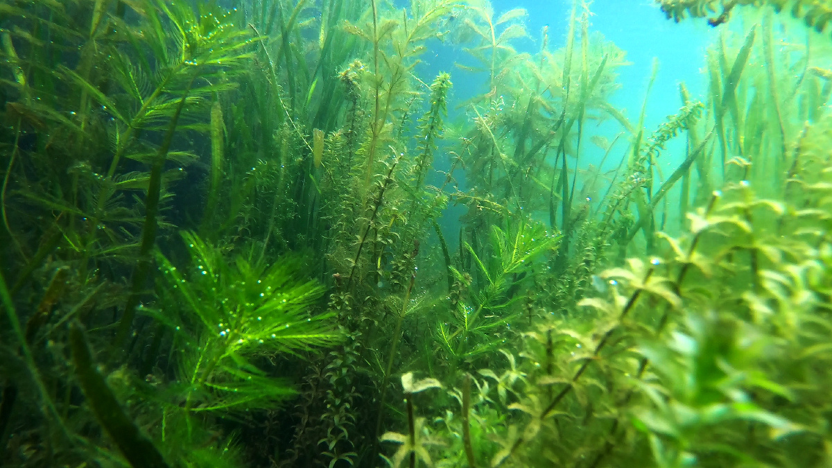 水下摄影水生态修复后水草茂盛的生长水清澈见底