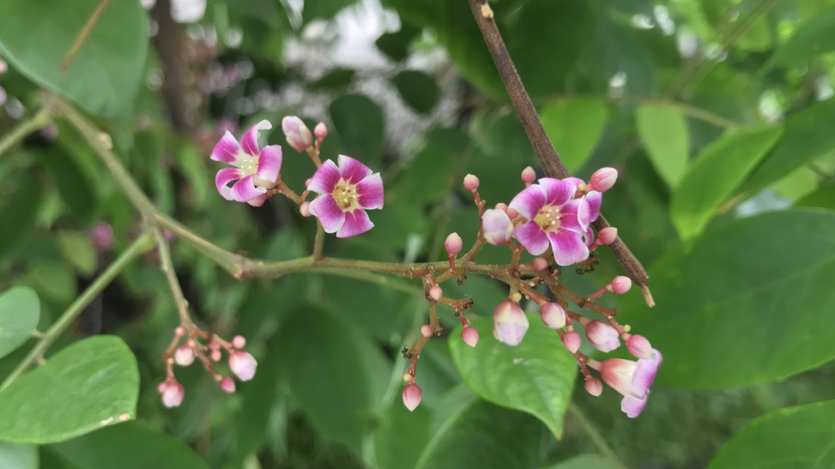 原来杨桃树的花这麼美