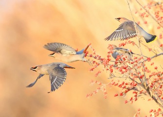 A50B4AB8-22C7-457A-AFF0-9B469E3549F5/L0/001