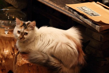 猫咪