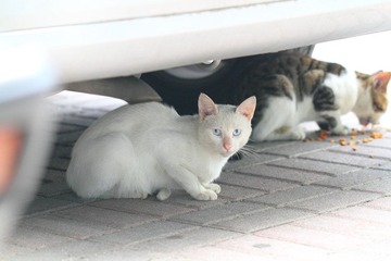 小白