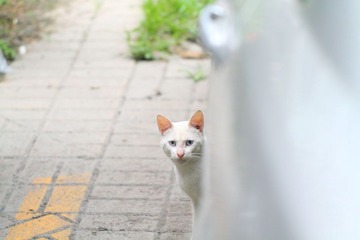 小白