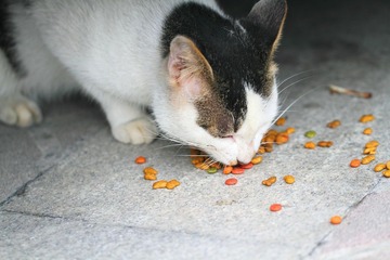 在吃猫粮