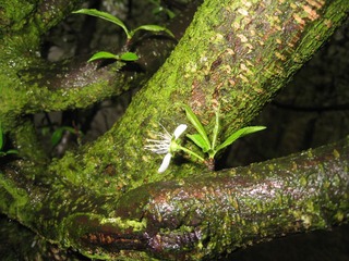 李树花开