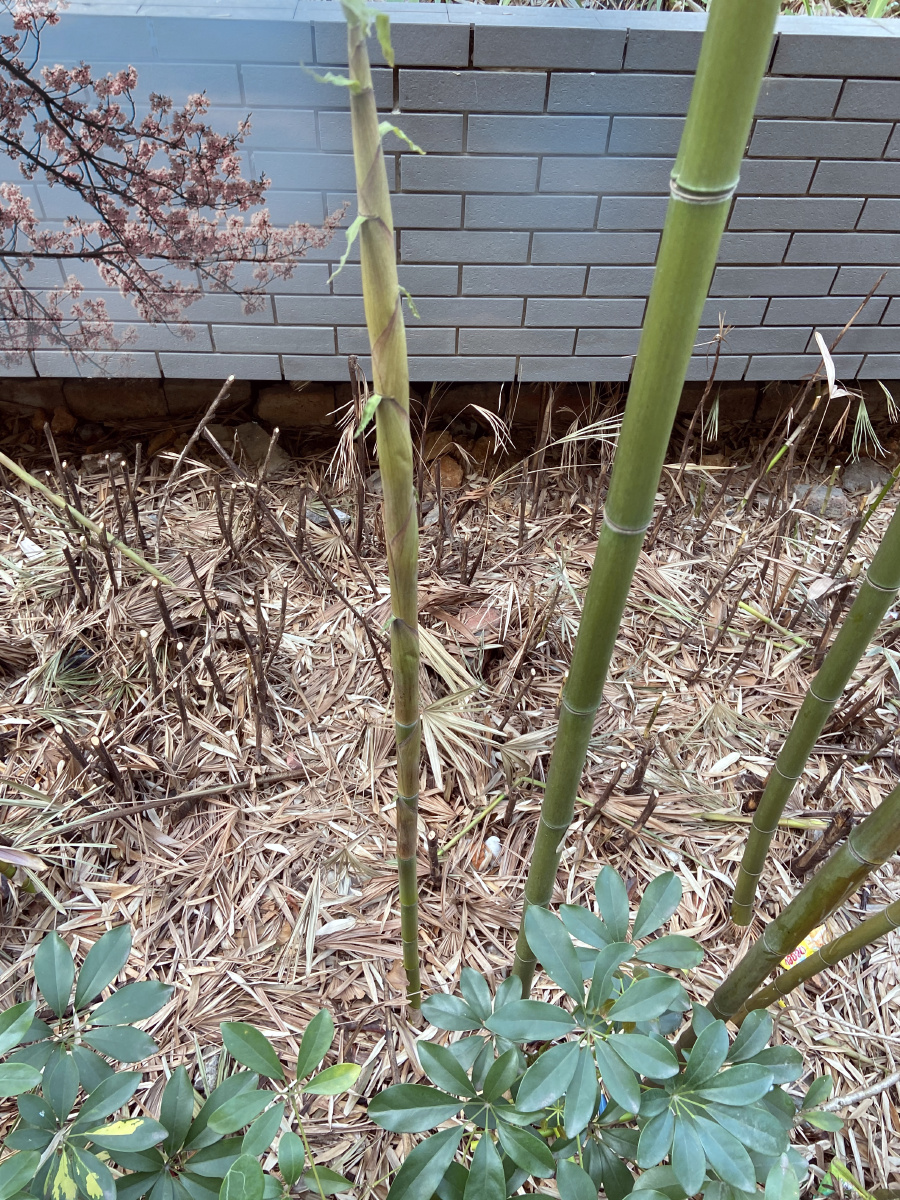 竹无花却常绿于春夏秋冬竹有节节节为空持空心看尘世烟霞