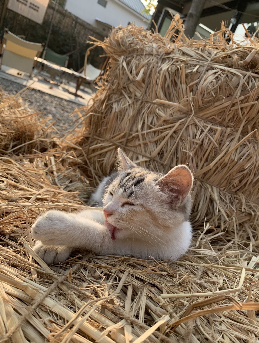 猫咪在午后的阳光里慵懒惬意 - yootong - 图虫