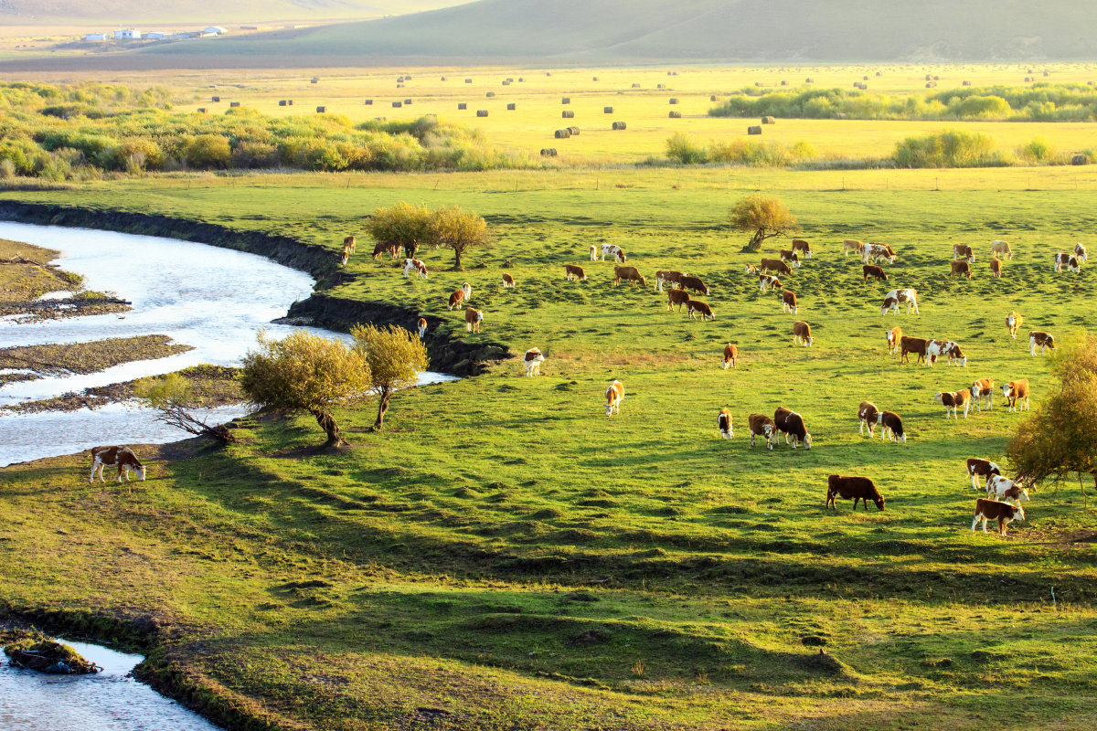 蒙古大草原在草原的深处,还有洁白的羊群在悠闲地吃着青草,像是散落在