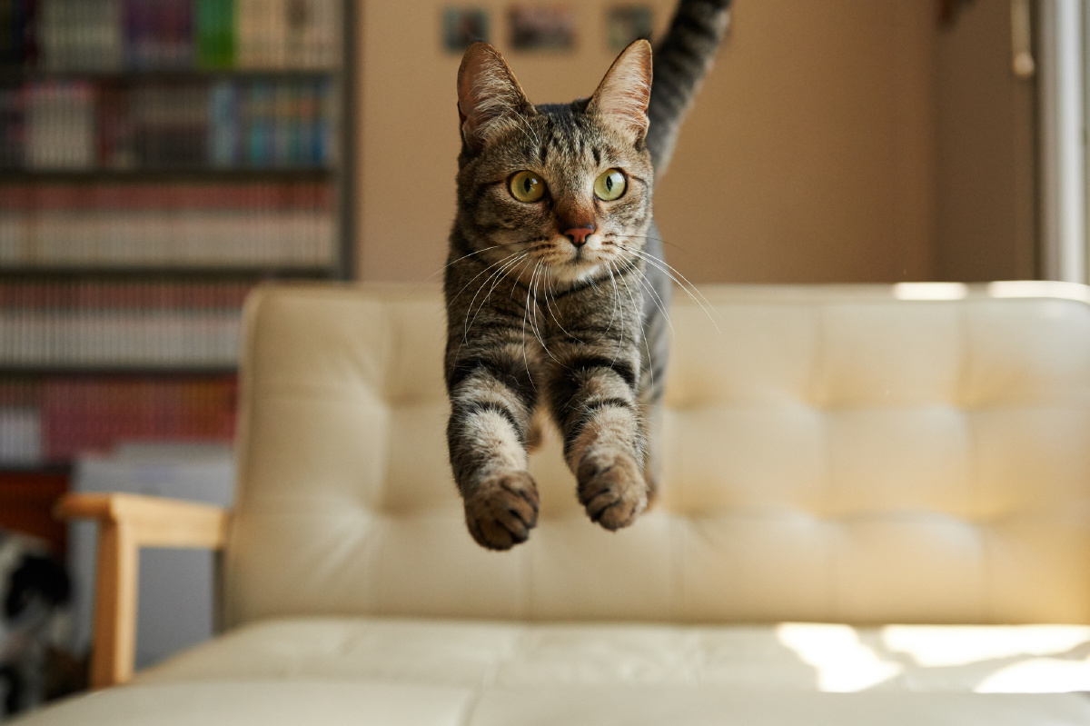 让卖萌的它陪伴着你的生活和美丽的心情开始玩听话又可爱的小猫