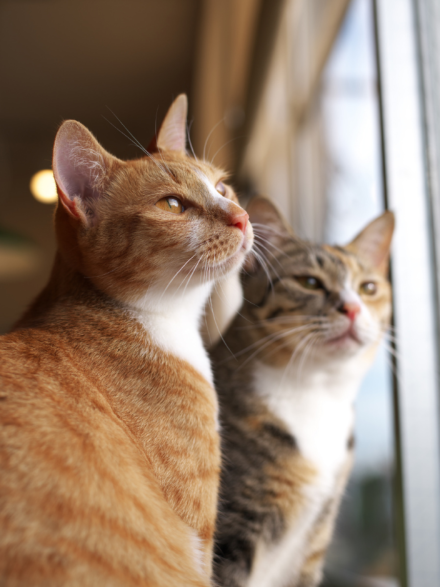 让卖萌的它陪伴着你的生活和美丽的心情开始玩听话又可爱的小猫