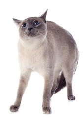 1737079
