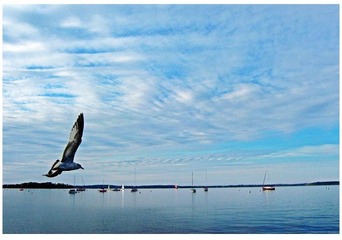 Fly away