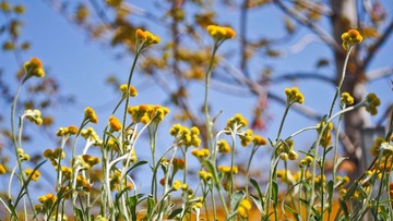花