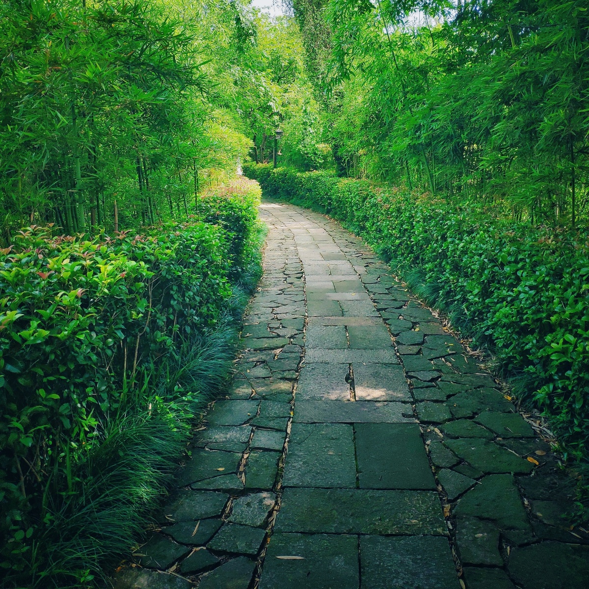 西溪湿地的景区小路也颇有一番神秘那一边是什么呢