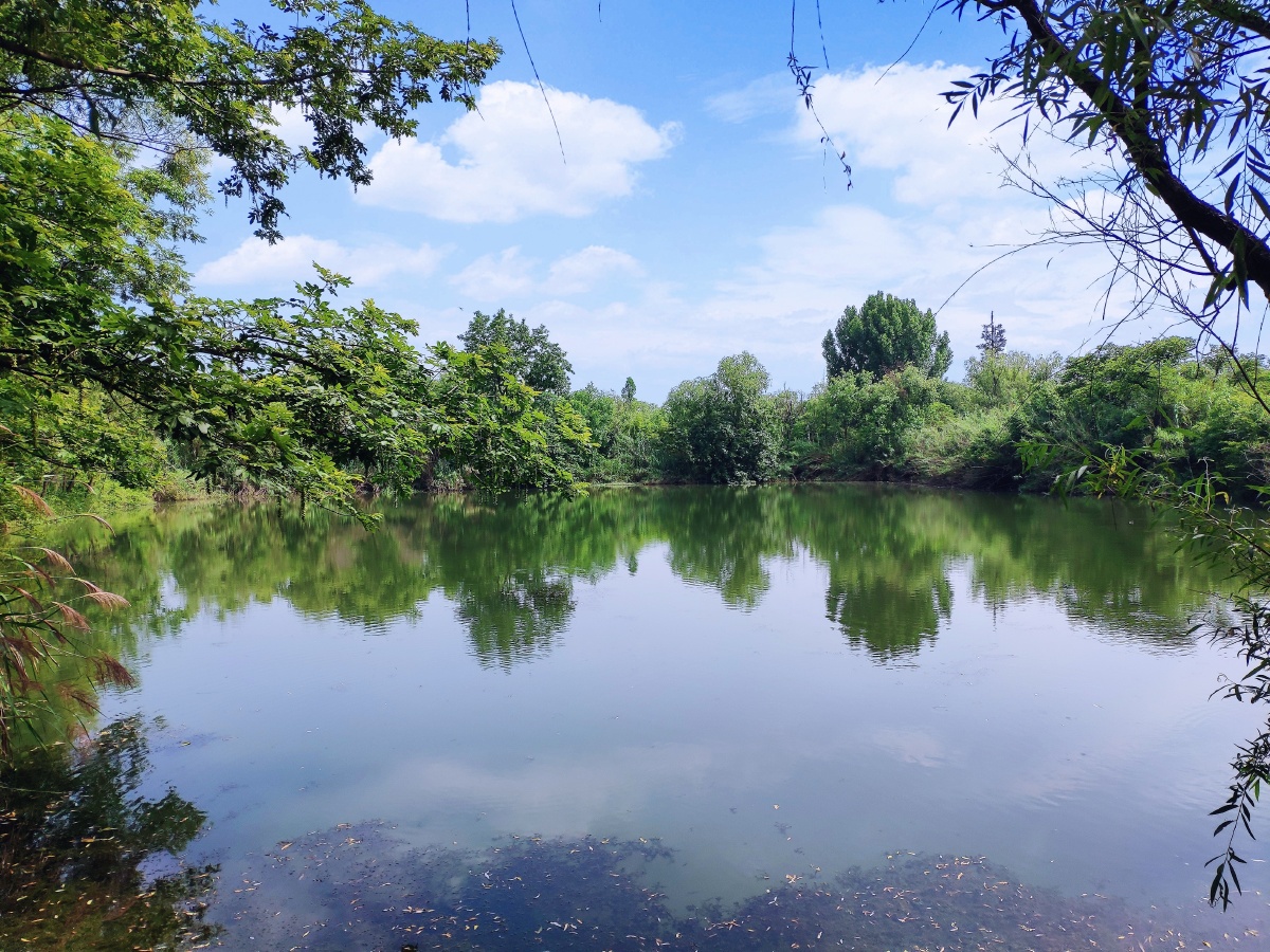 路边灌木丛的转角就是一个大水塘夏天的风吹着真舒服