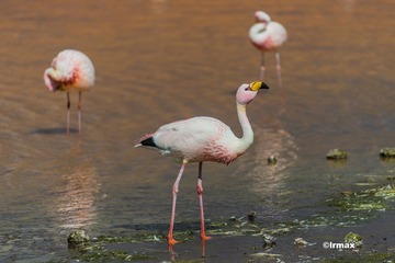 DSC_8003的