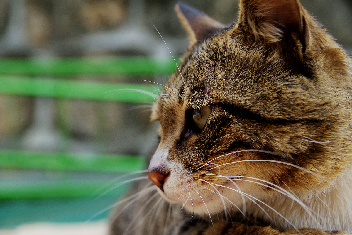 狸花猫成年猫中华田园猫中华狸花猫