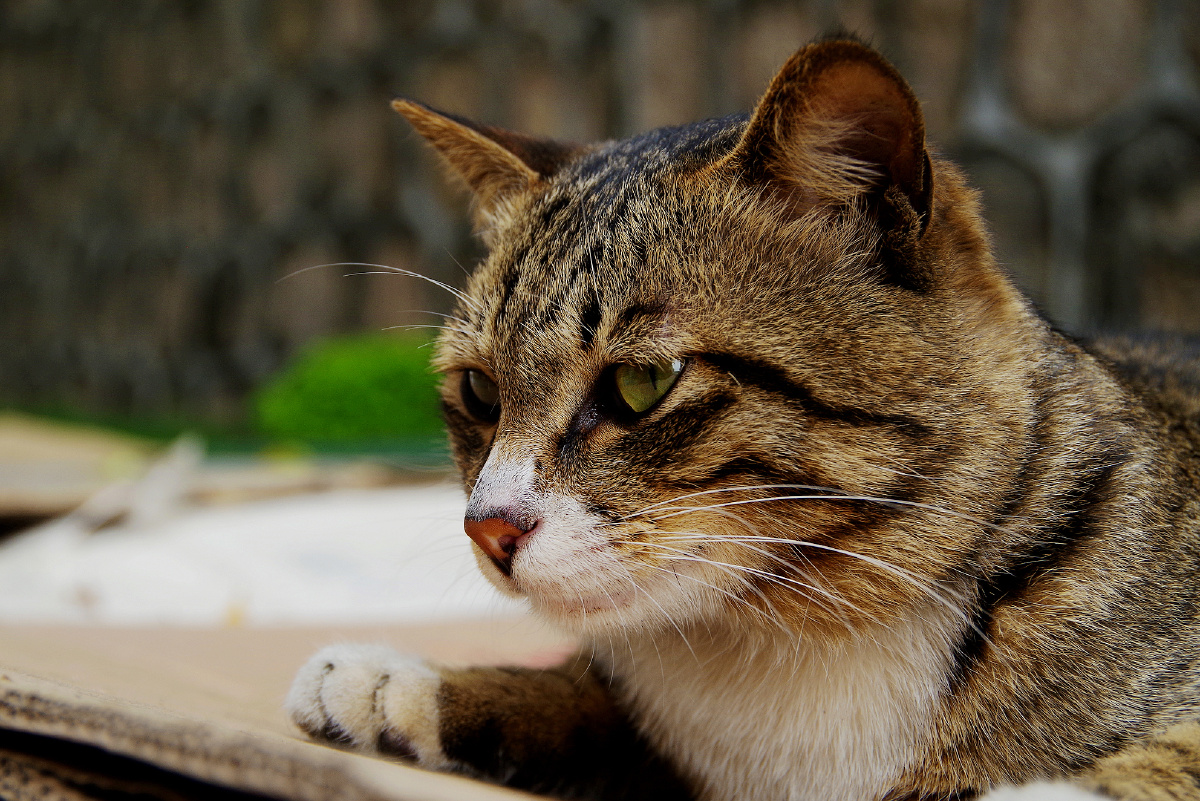 狸花猫成年猫中华田园猫中华狸花猫