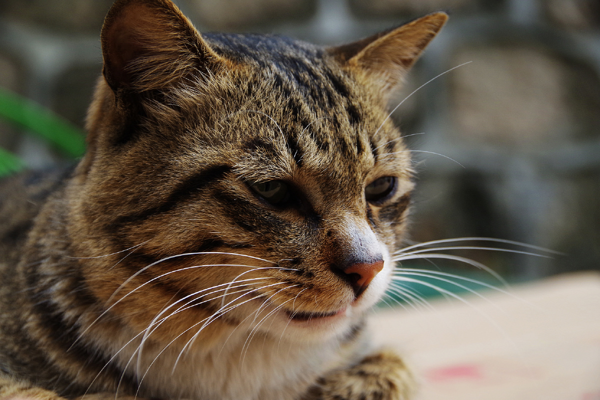 狸花猫成年猫中华田园猫中华狸花猫