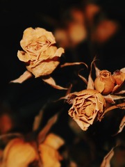 2E4197C9-7673-48A1-82A2-2722C492F4B5/L0/001