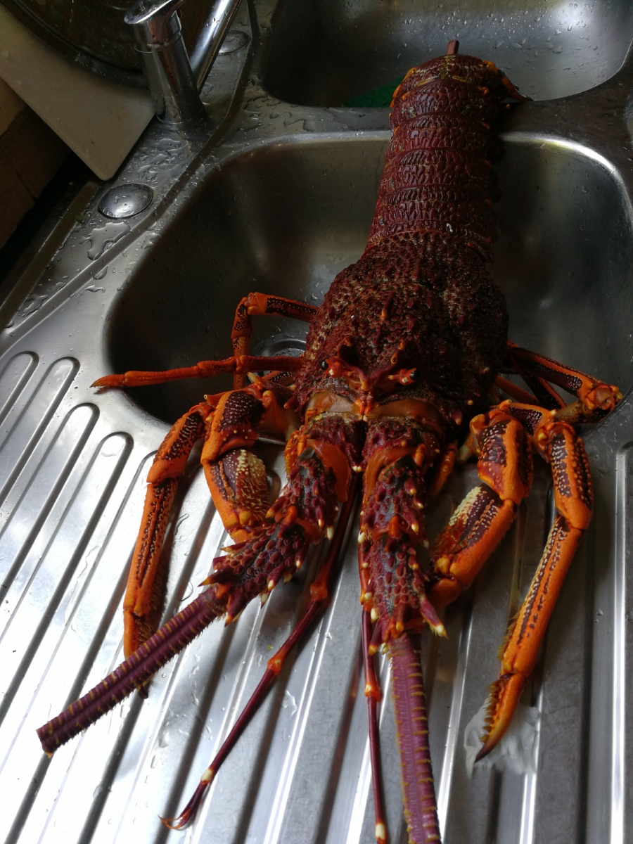 "澳洲龙虾"学名叫澳洲岩龙虾(australian spiny lobster).