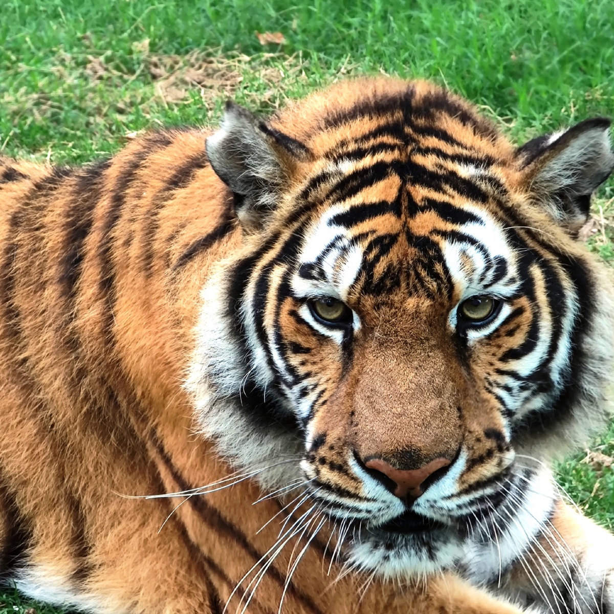 浣熊母子美丽的老虎小鹦鹉的逗表情动物园里的小动物和大动物98耿