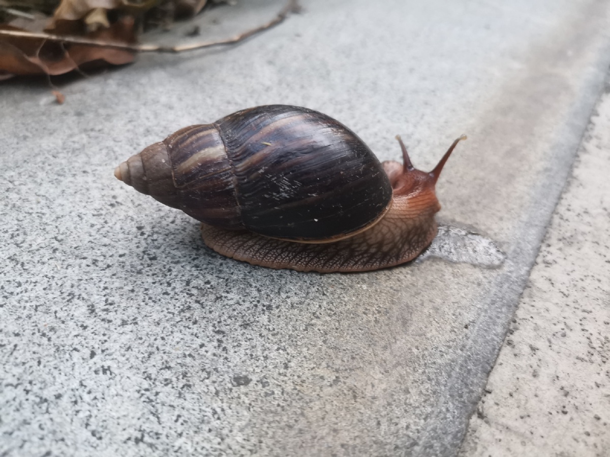 雨后路边的大蜗牛